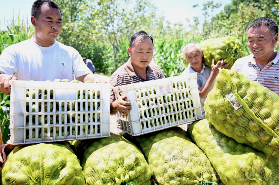 核桃迎豐收 村民忙采收