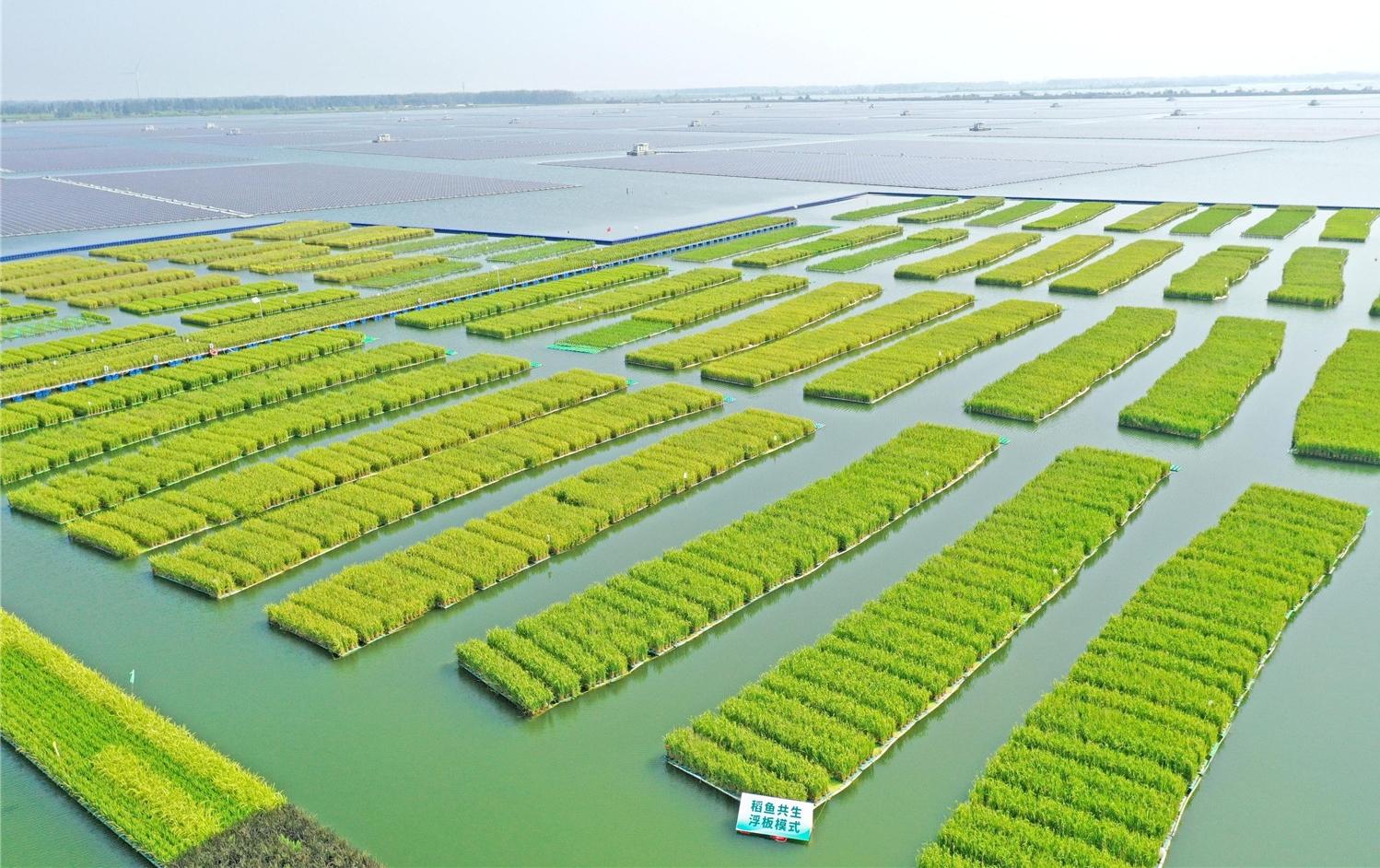 全國(guó)首次！沉陷區(qū)浮床水稻在皖試種成功